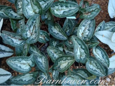 Cyclamen hederifolium 'Narrow leaf'